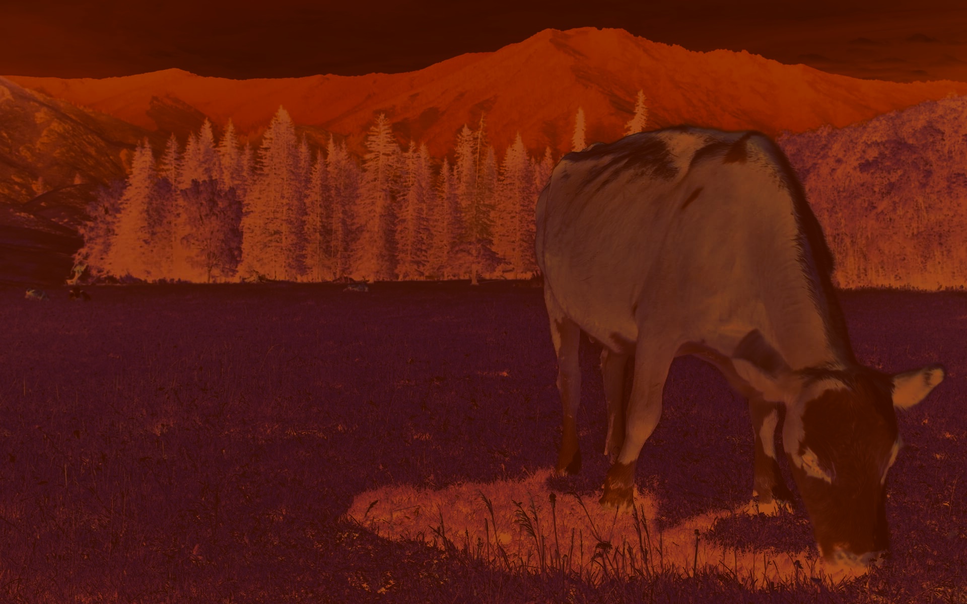 000-000-cow-color-negative.jpg
