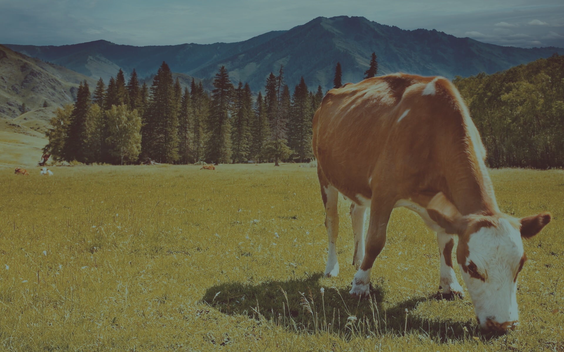 000-000-cow-print.jpg
