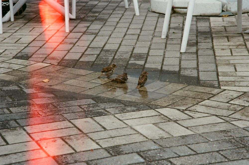 000006990033.jpg