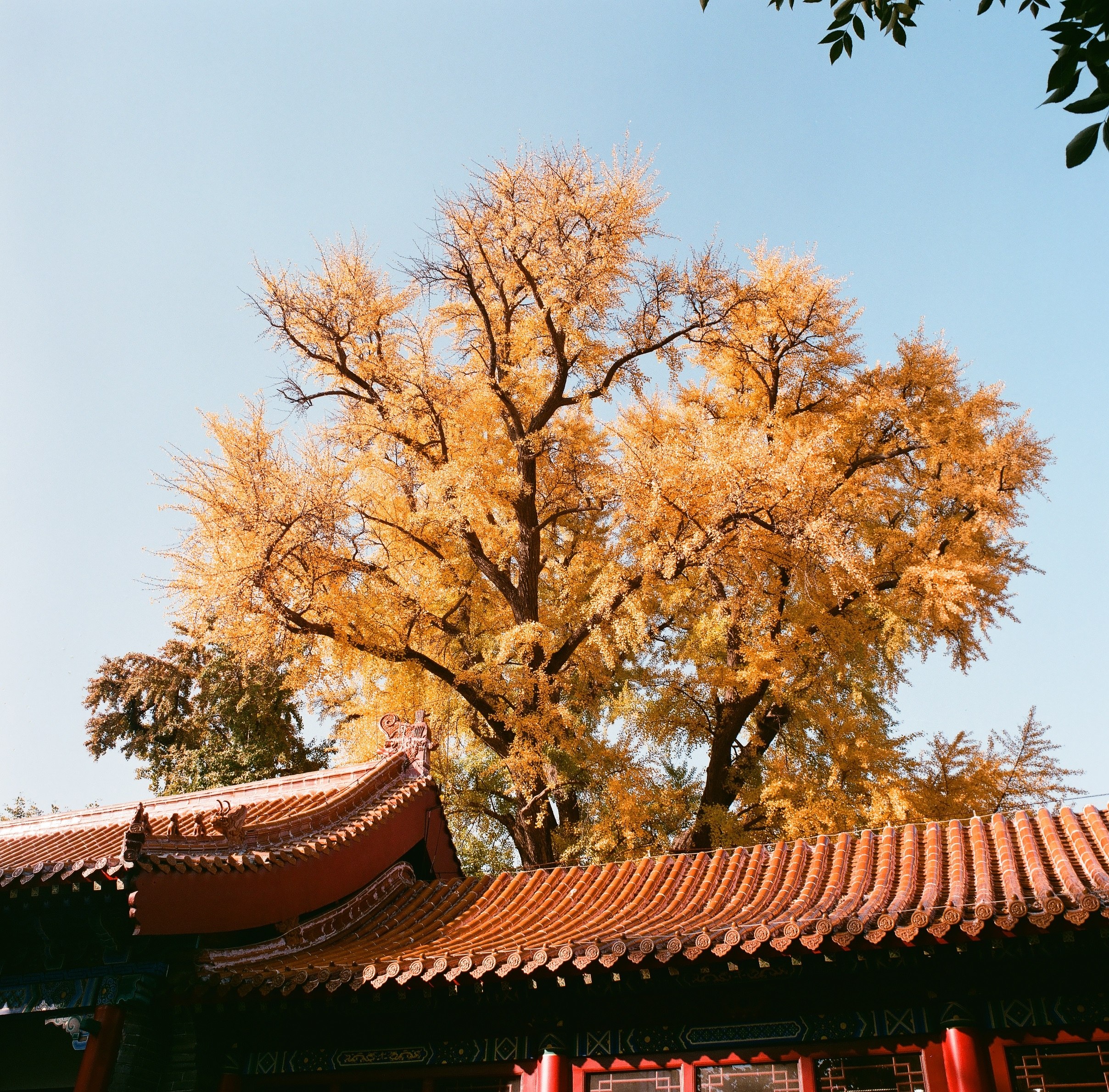 0001(Kowasix 55mm NoritsuHS-1800).jpg