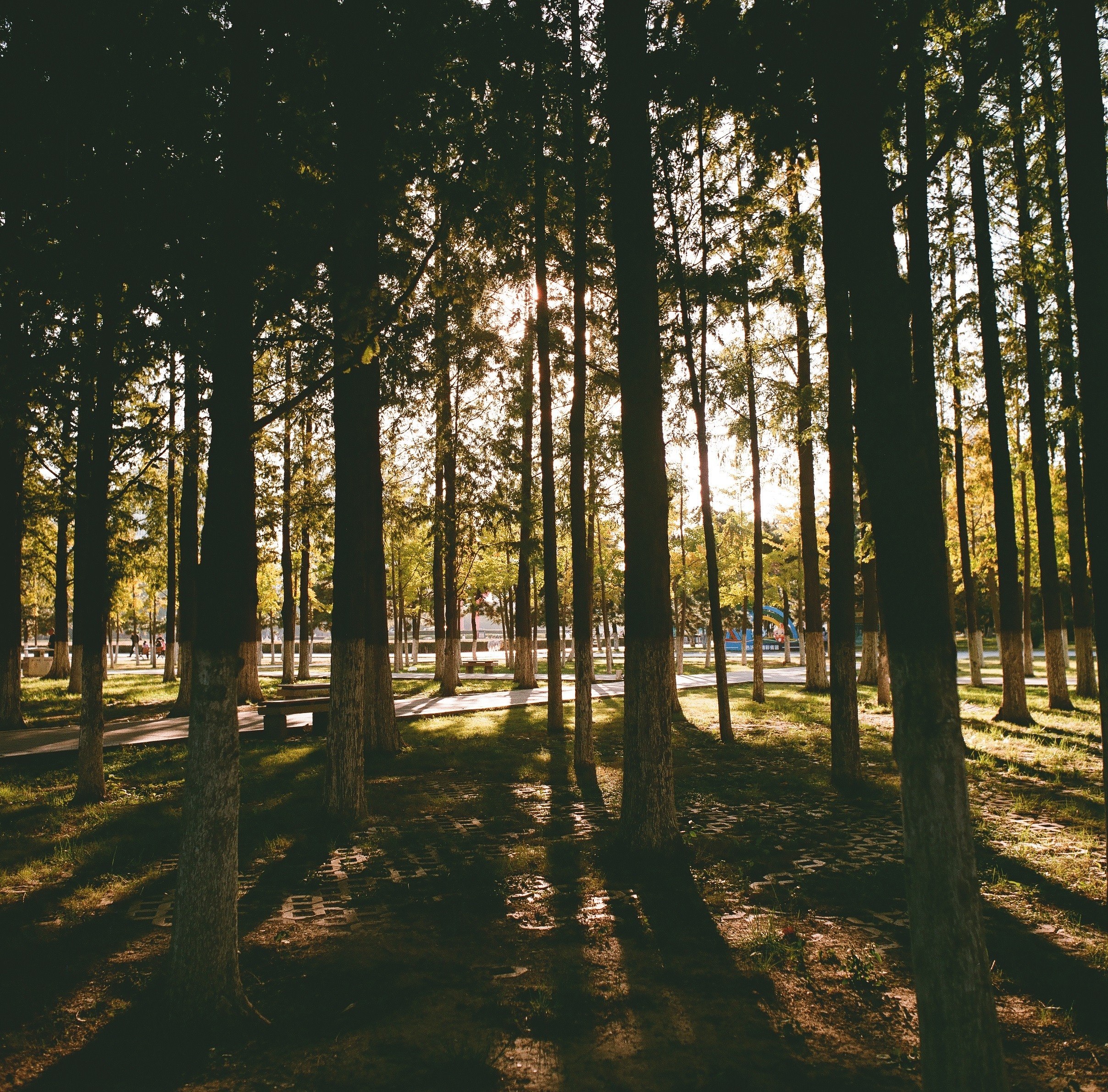 0003(Kowasix 55mm NoritsuHS-1800).jpg