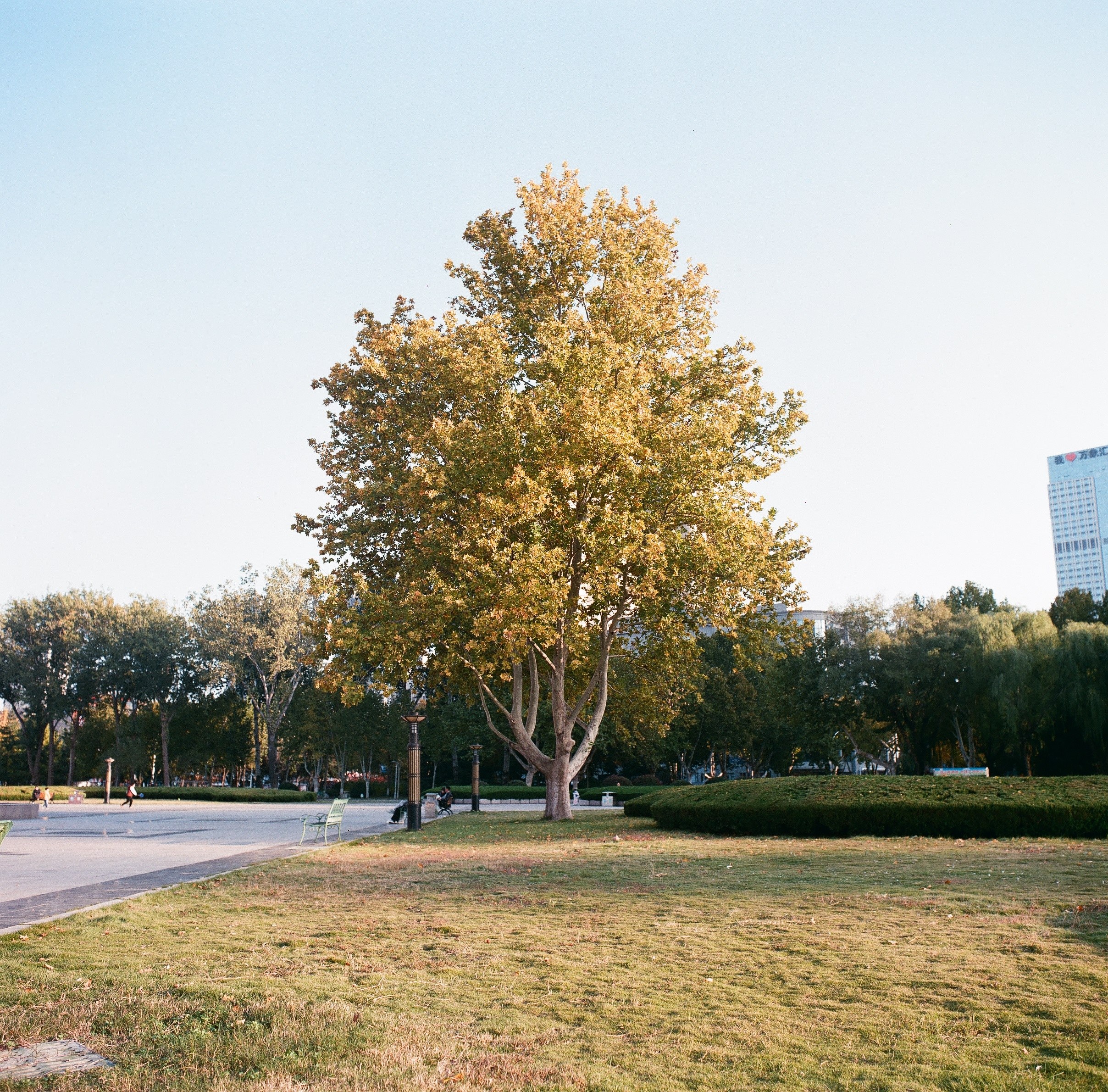 0004(Kowasix 55mm NoritsuHS-1800).jpg