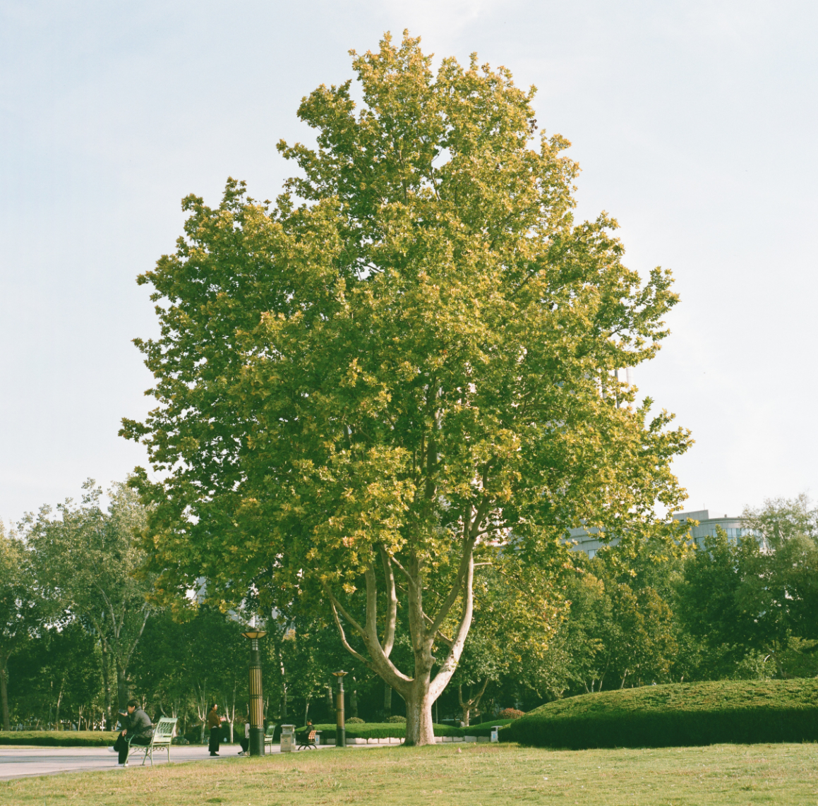 0008(Kowasix 85mm NoritsuHS-1800).jpg