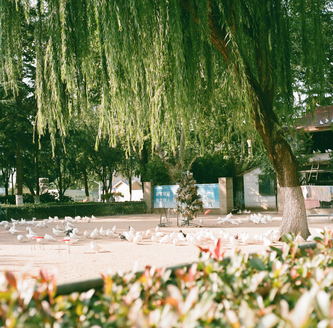 0010(Kowasix 85mm NoritsuHS-1800).jpg