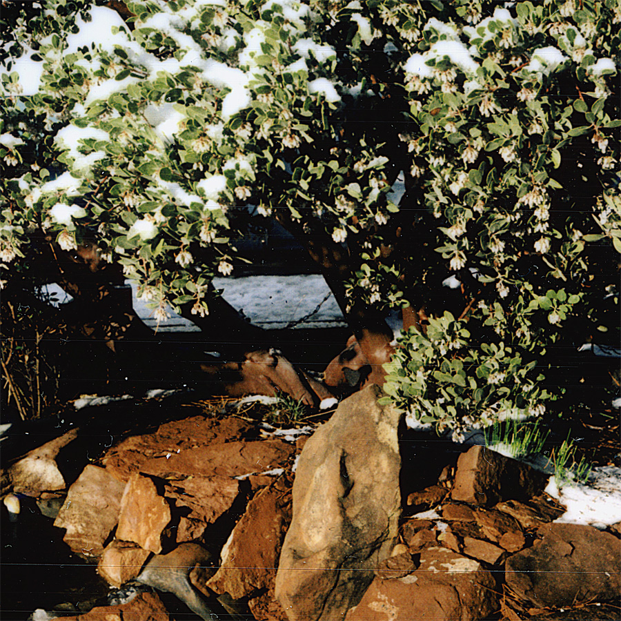 01.2  -7x7 - InstaxWide - Madrone in bloom with snow.jpg