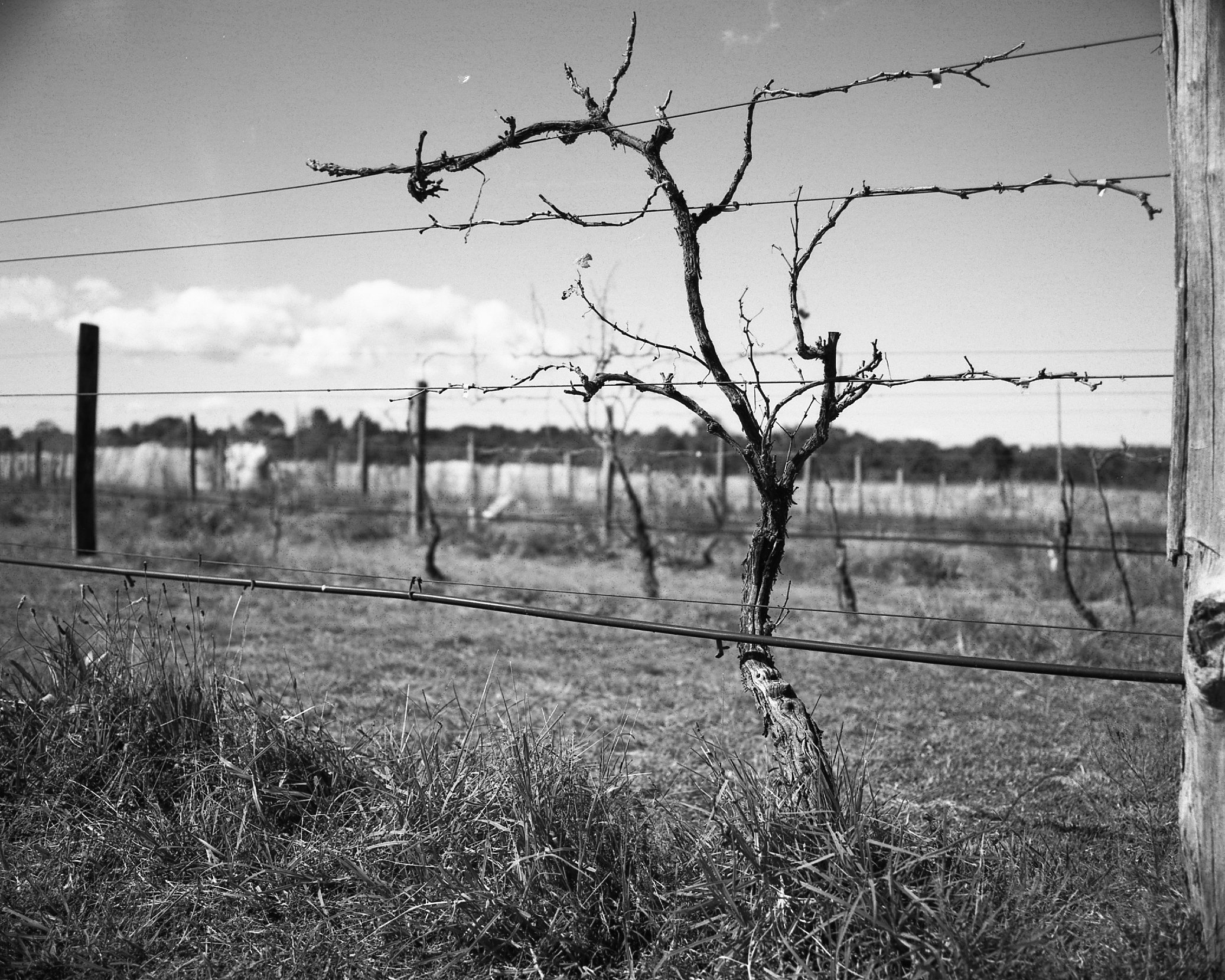 03 05 21 ilford rc selenium bleach agfa brown hp5 in pyro849.jpg