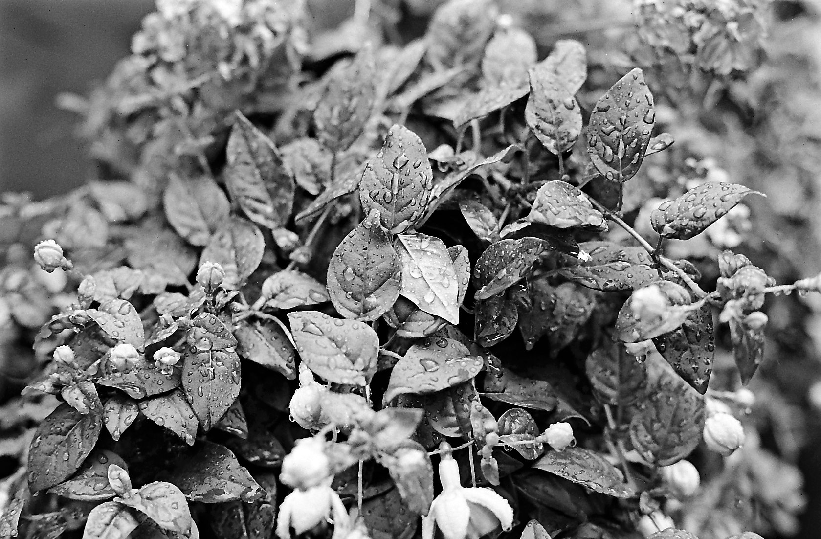 1-UN 54 1-1-200 PCat HDC _0013.jpg