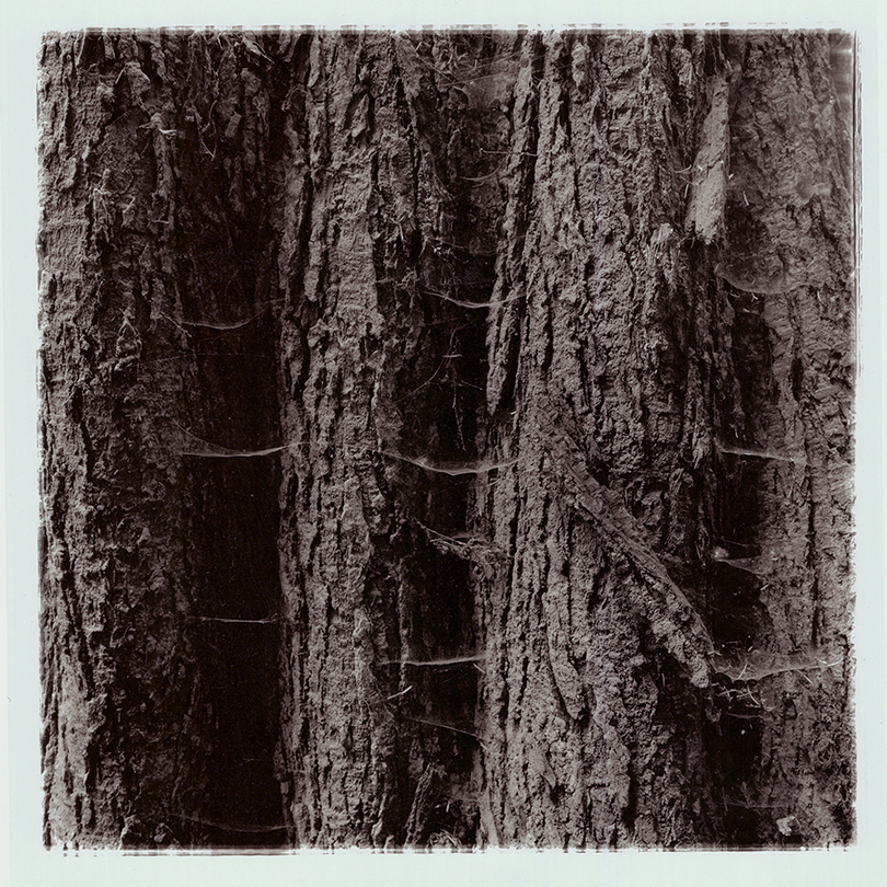 1-Webs-810x810.jpg