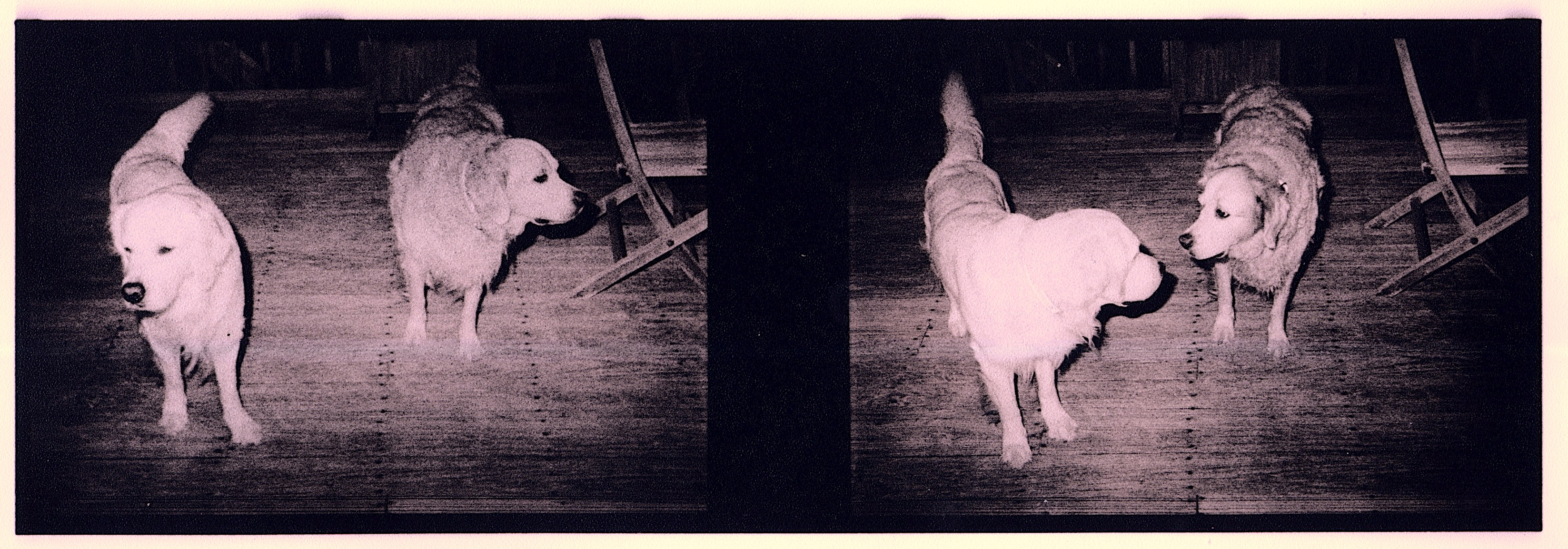 16mm dogs.jpeg
