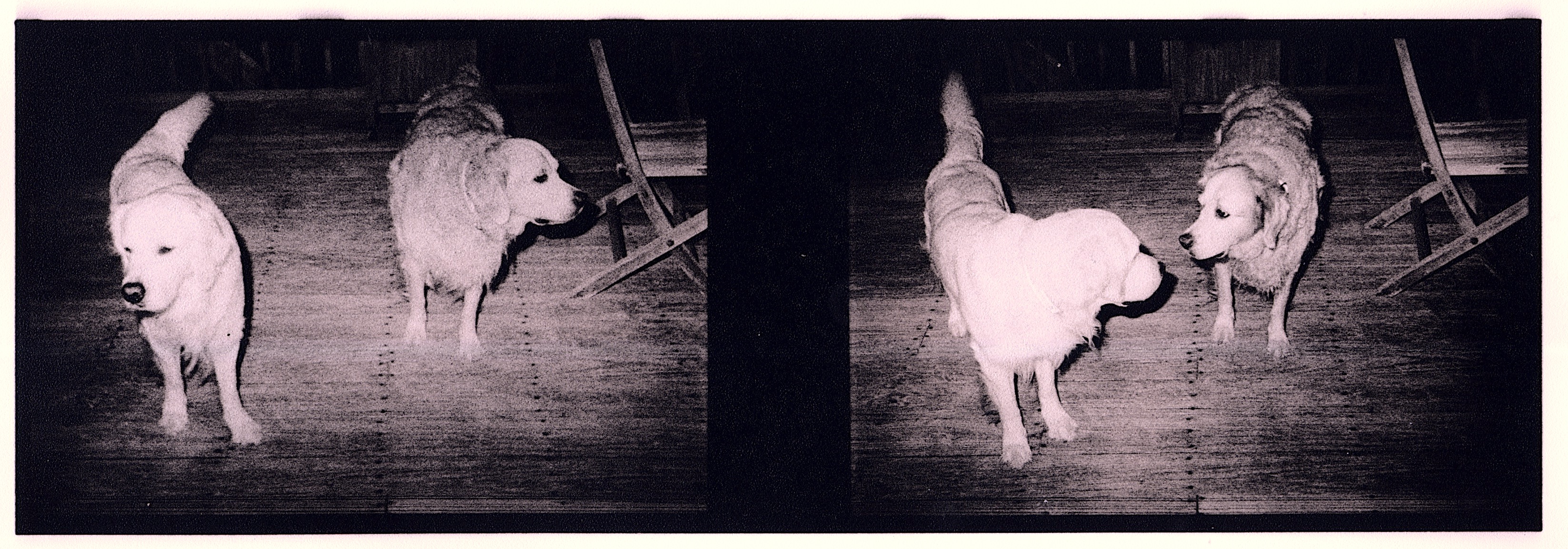 16mm dogs.jpeg