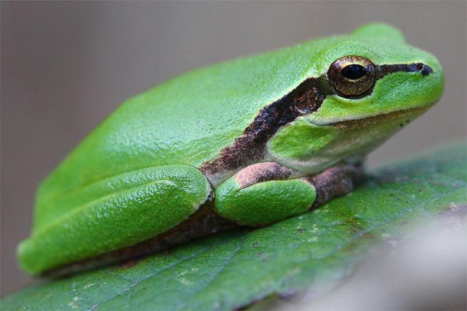 20141009-nabu-laubfrosch-frank-derer2.jpeg