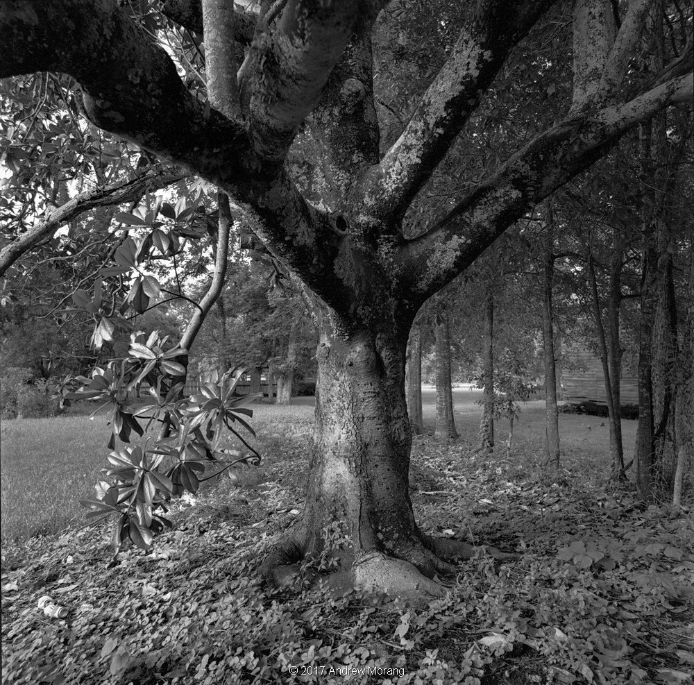 20170629c_MagnoliaTree_LearnedMS_resize.JPG