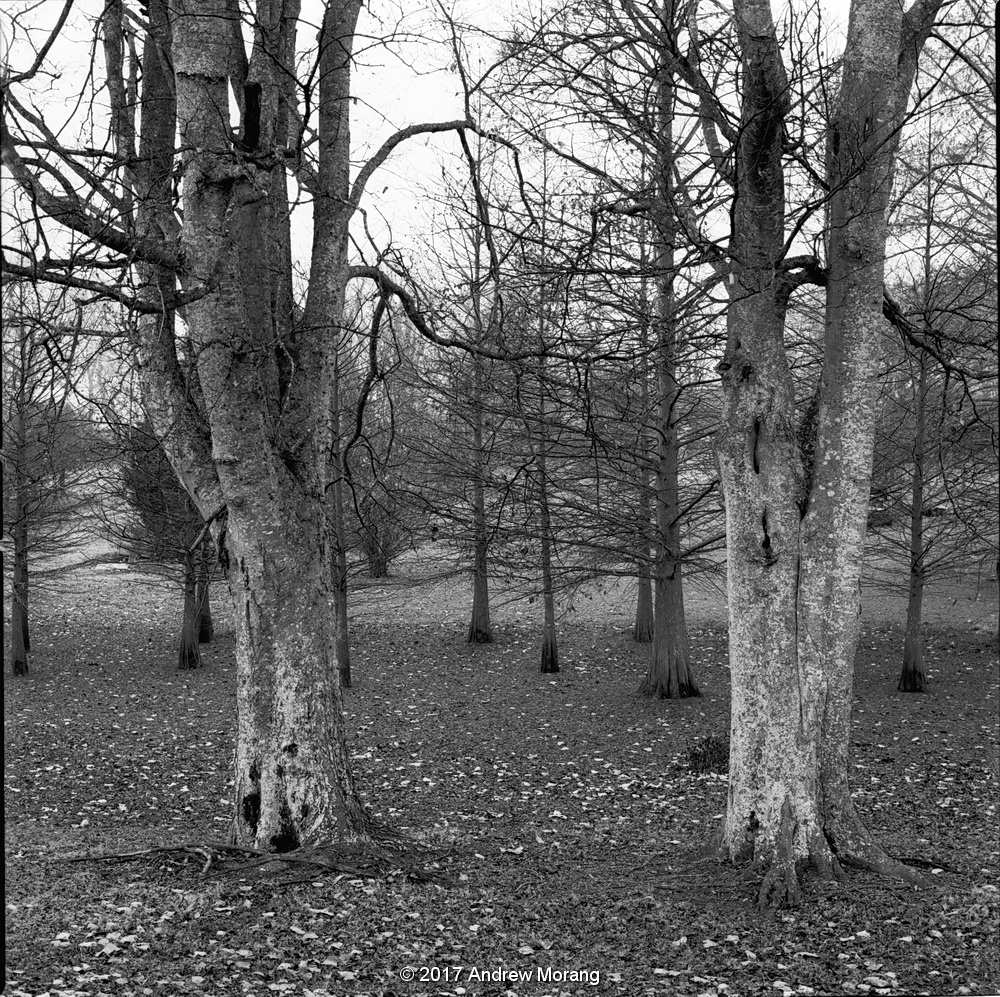 20171222b_EagleLakeTree_adj_resize.JPG