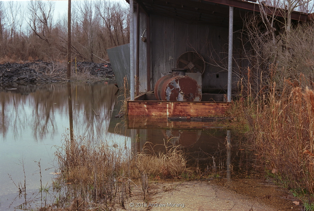 20190112n-RubberPlant-Vicksburg_resize.JPG