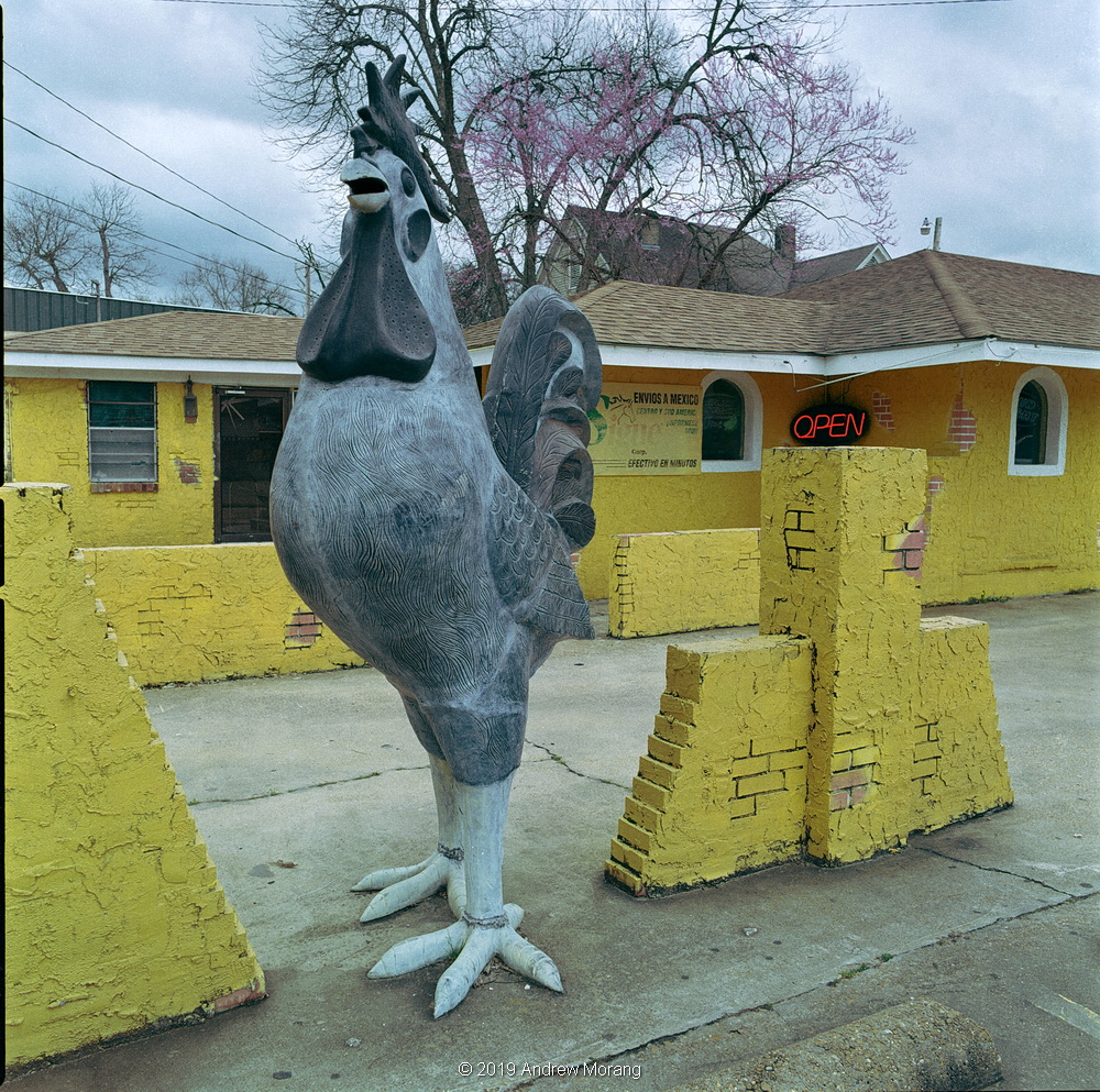 20190313b_Rooster_CanalSt_YazooCity_cleaned_resize.JPG