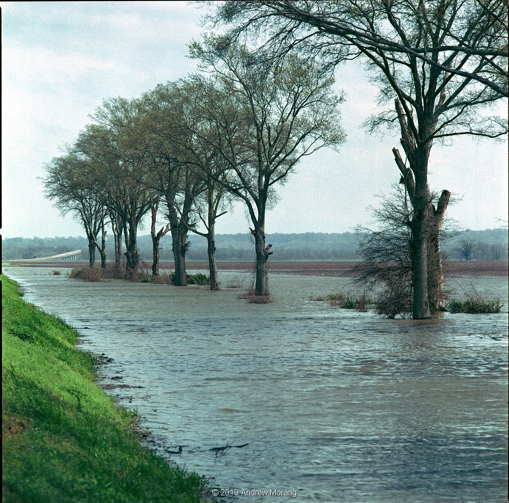 20190313c_Trees_Hwy49_YazooCity_MS_cleaned_resize.JPG