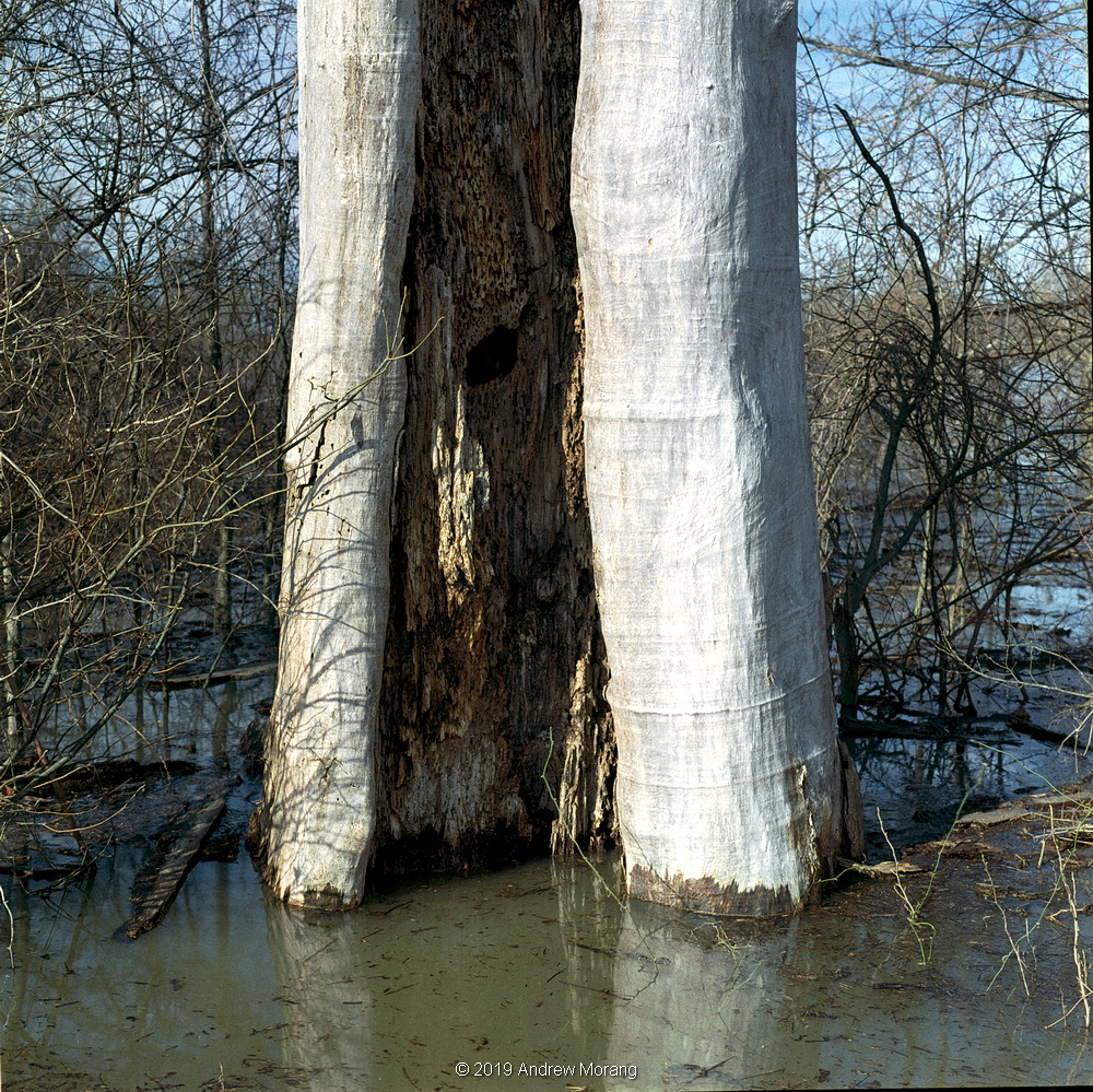 20190315b_Tree_FlowereeRd_Redwood_MS_cleaned_resize.JPG