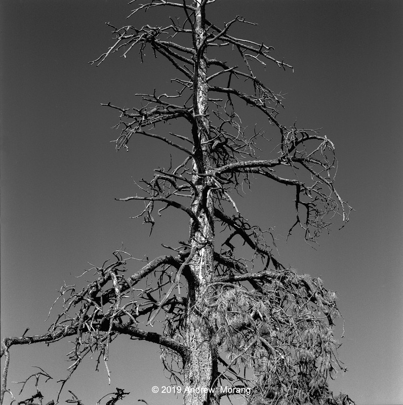 20191024i_Pine_PariaPoint_BryceCanyon_UT_80mm_resize.jpg