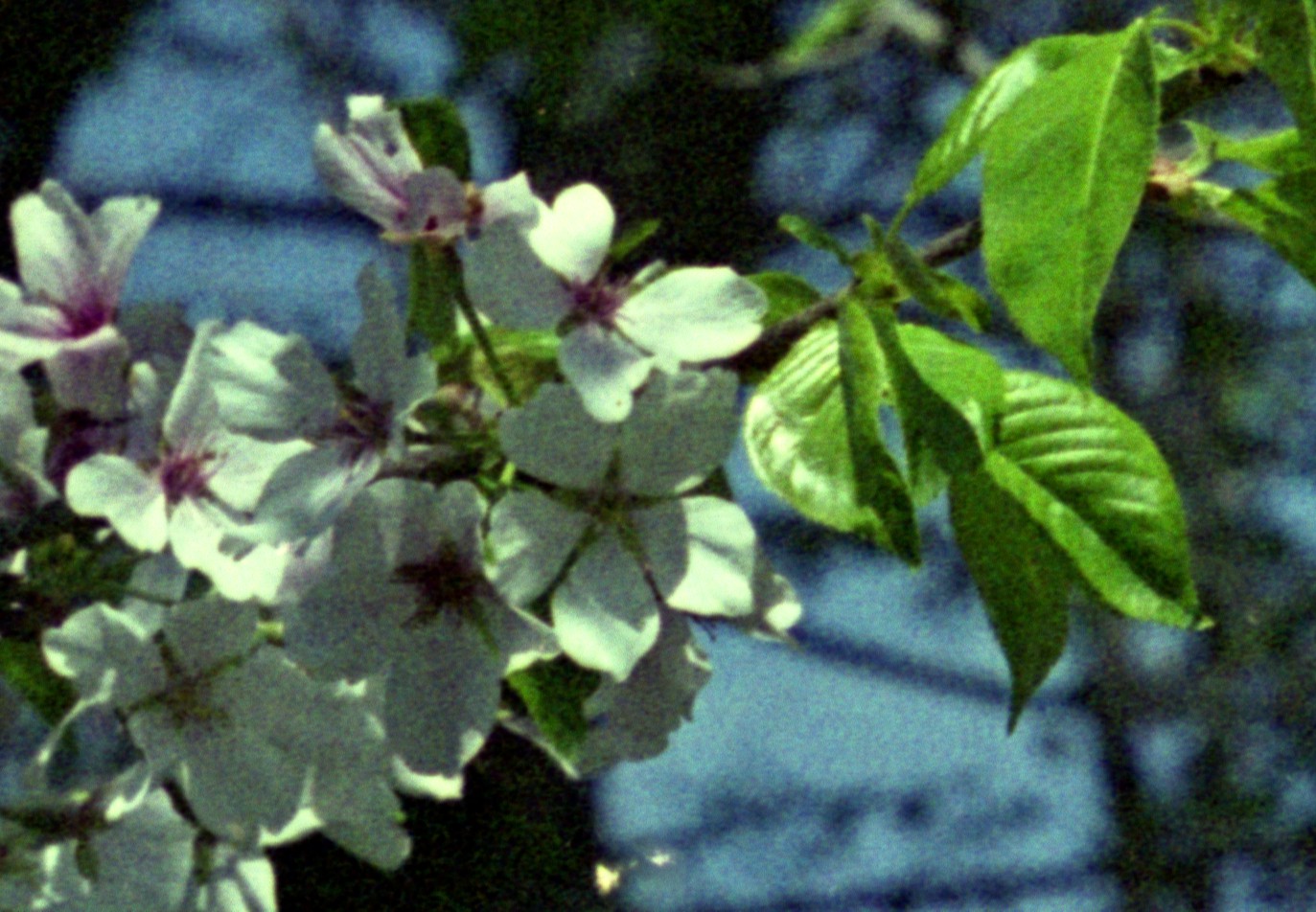 2020-06-13-0001.jpg