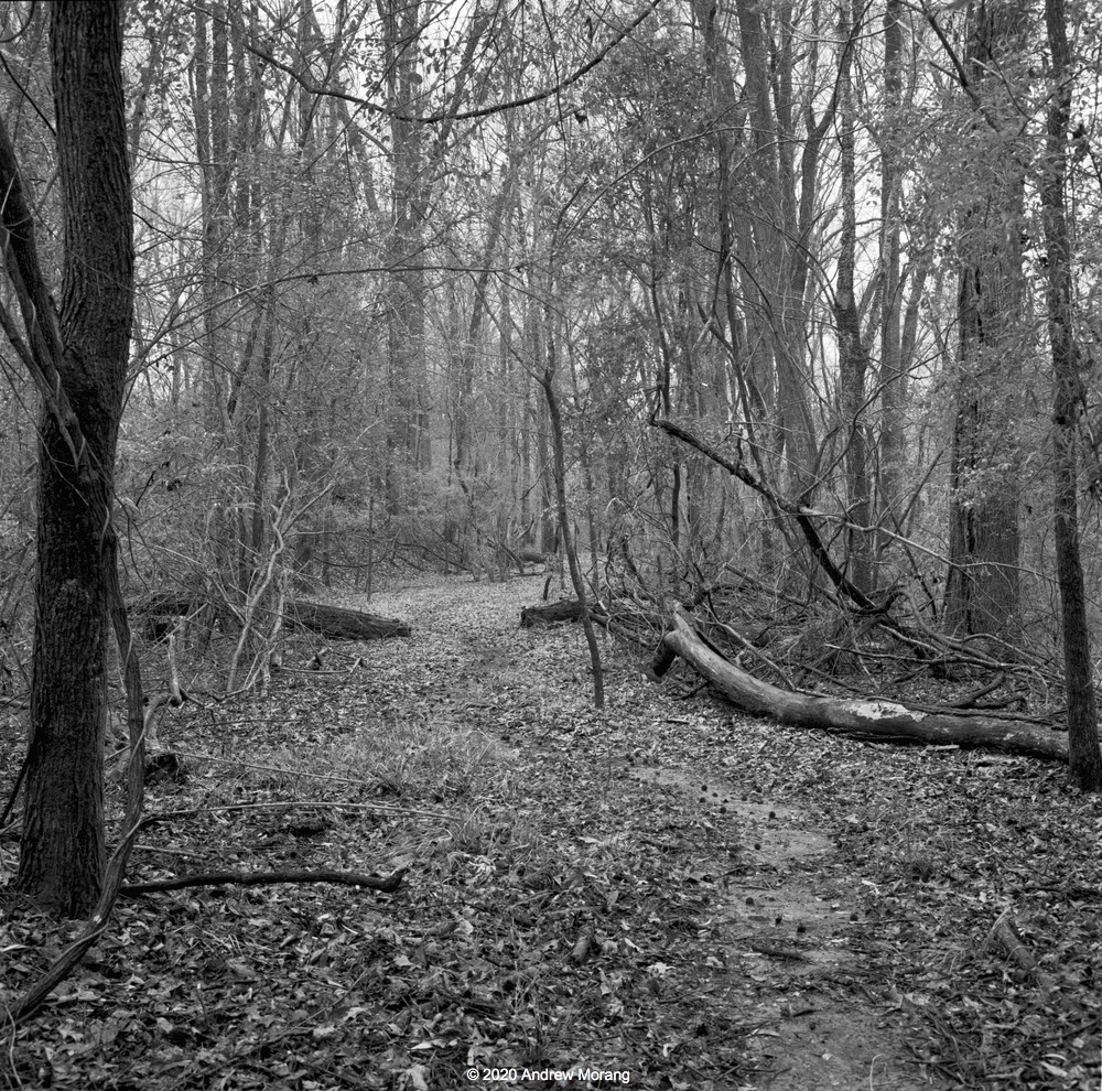 20200120b_ScoutTrail_CCCcamp_VicksNatMilPark_Mississippi_resized.jpg