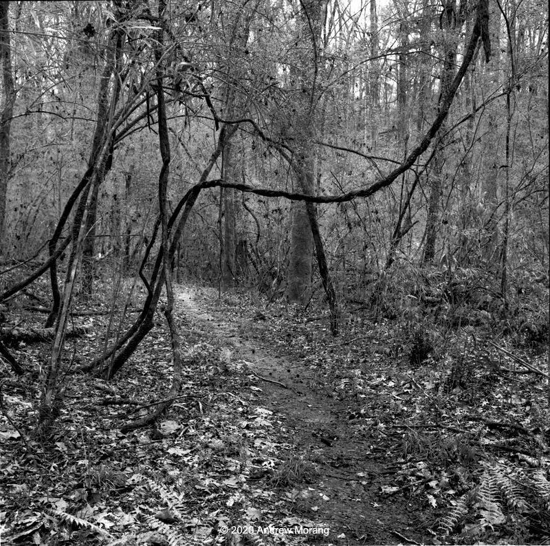 20200303f_RigbyLane_VicksNatMilPark_Vicksburg_resize.jpg