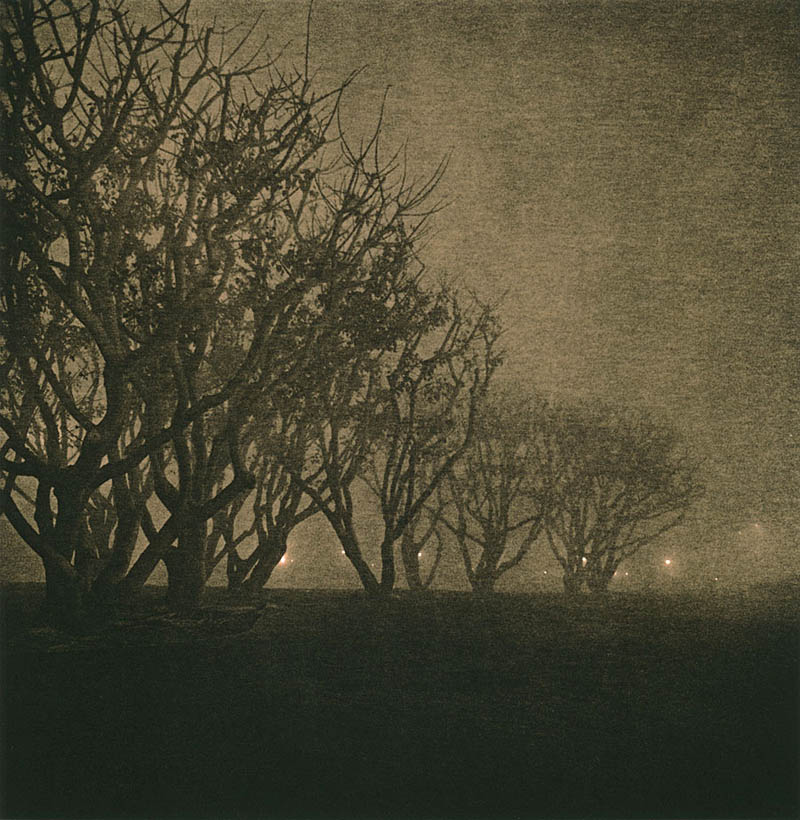 2024_Trees and Fog_sm2.jpg