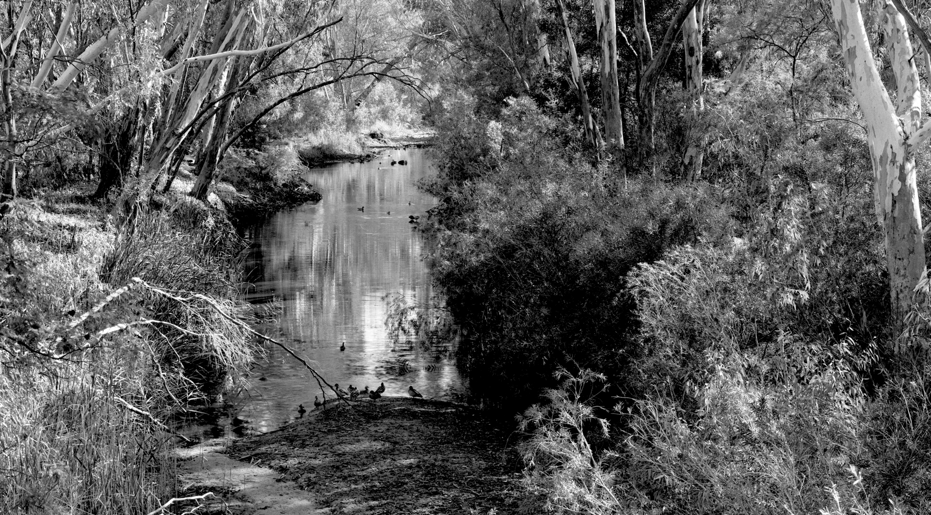 25010_McIvor_Creek_Heathcote_150mm_FP4_No_Filter_1036hrs_Quarter_Second_f22_012_Web.jpg