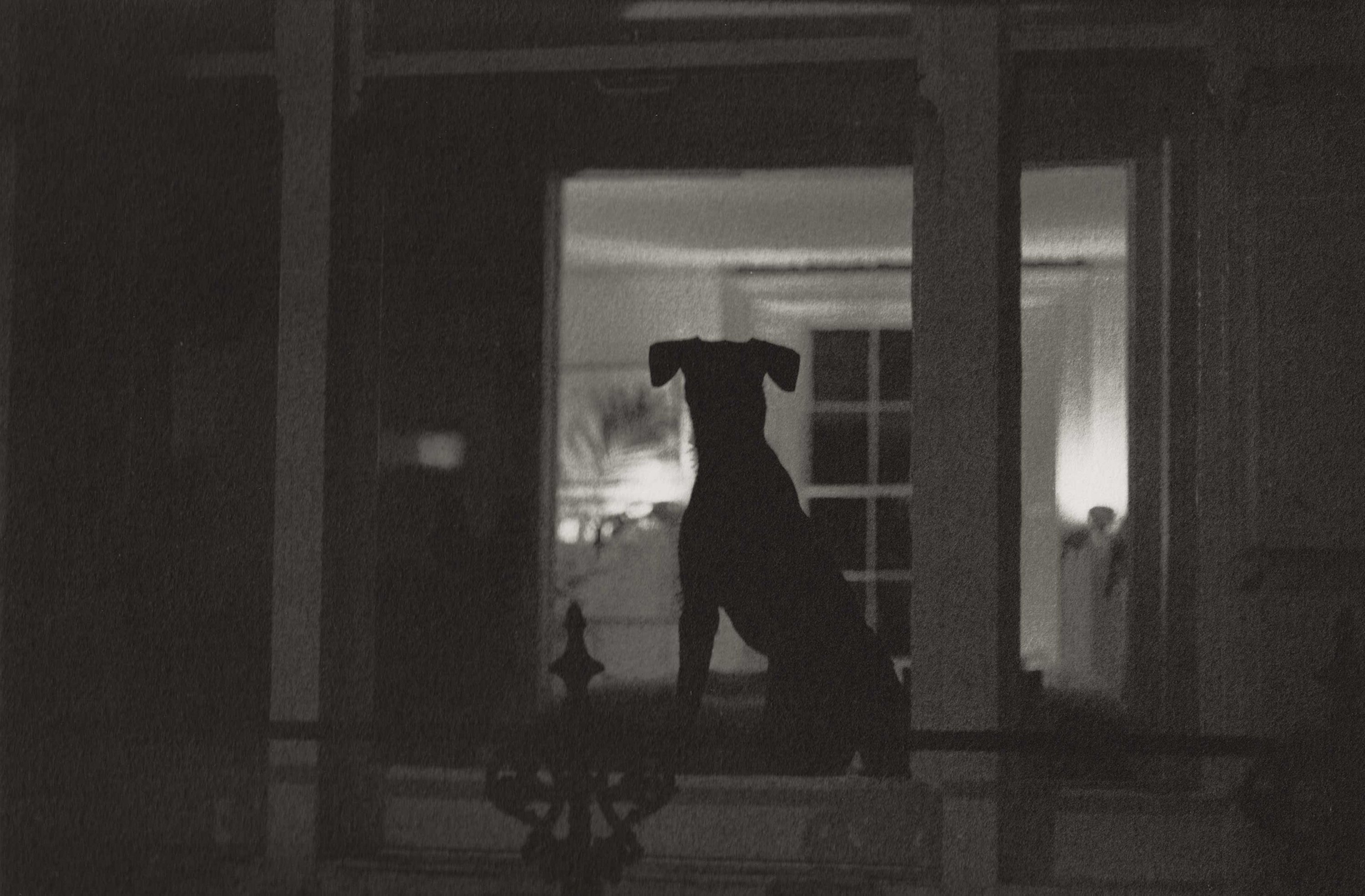 2dogs2x.jpg