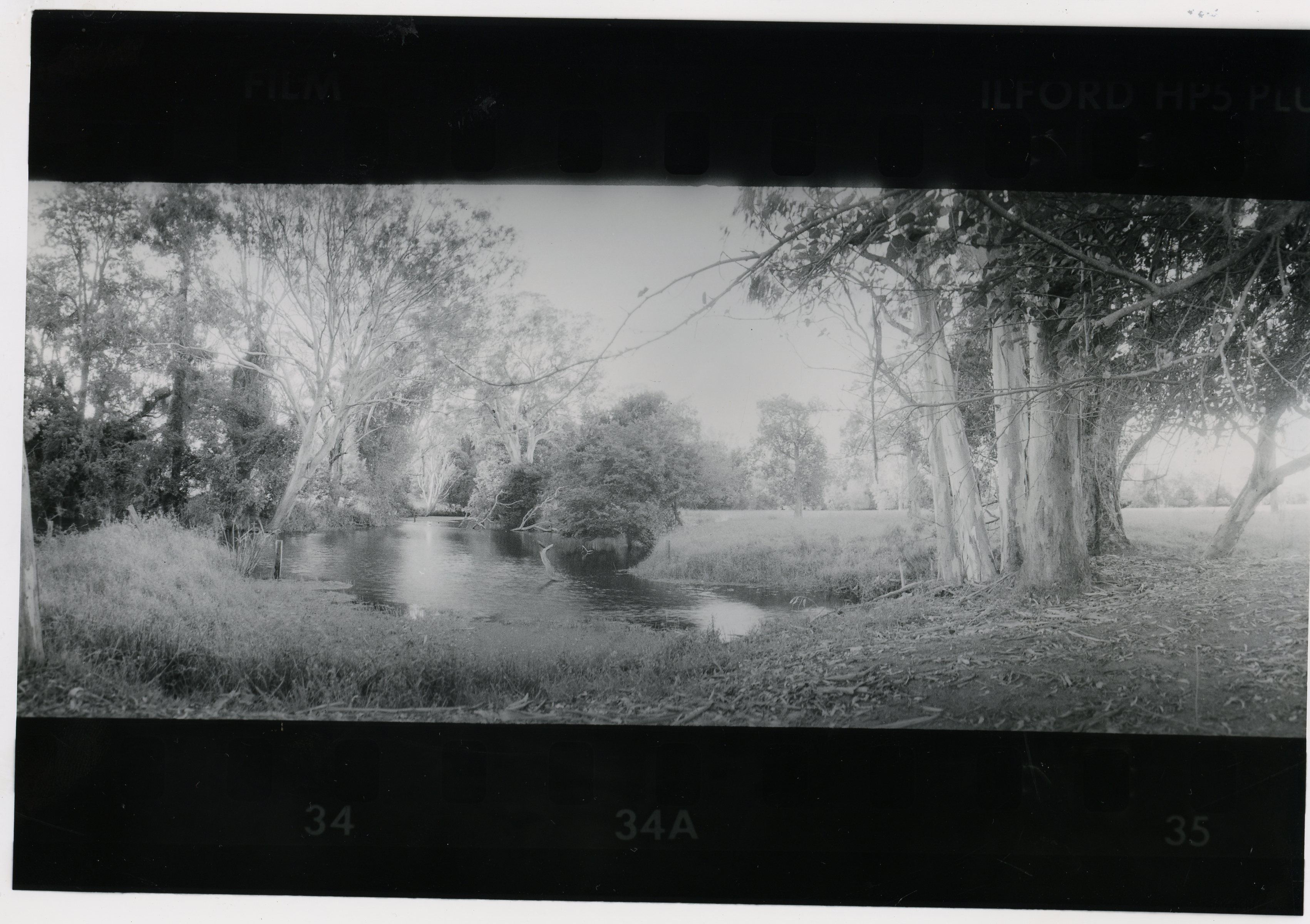 30 01 23 ilford glossy selenium hp5080.jpg