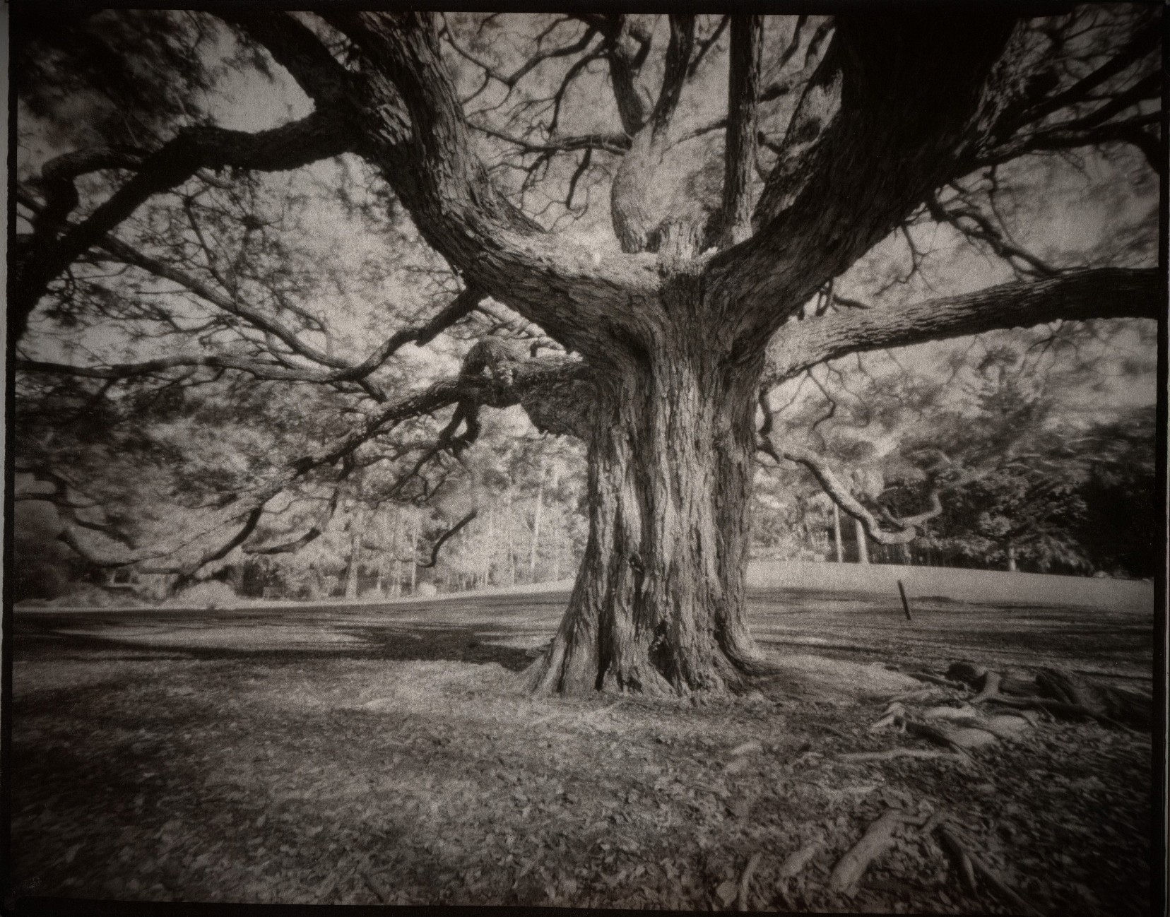 30 8 17 45 mins 4 mins gold toner 4x bath697 b (2).jpg