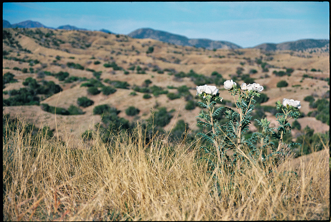 35mm landscape.jpg