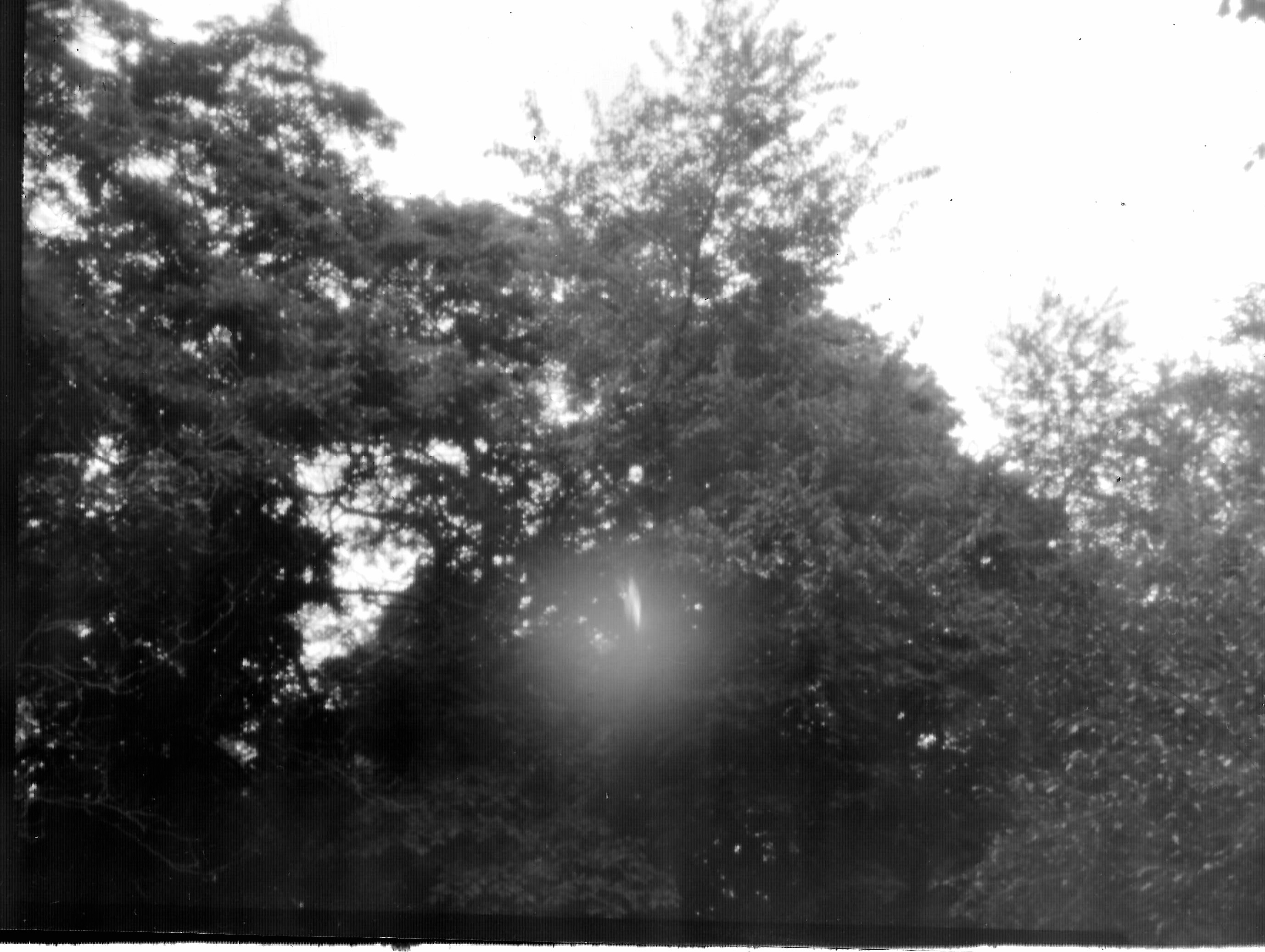 4x5 trees .jpg