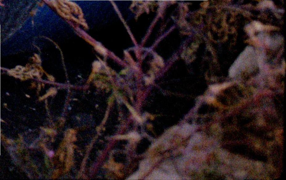 54717013204_b3d63b7e55_o emulsion out frame crop 4.JPG
