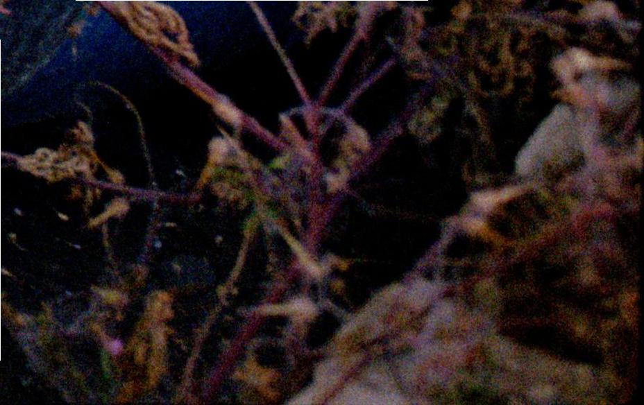 54717242390_17ae85058e_o emulsion in frame crop 4.JPG
