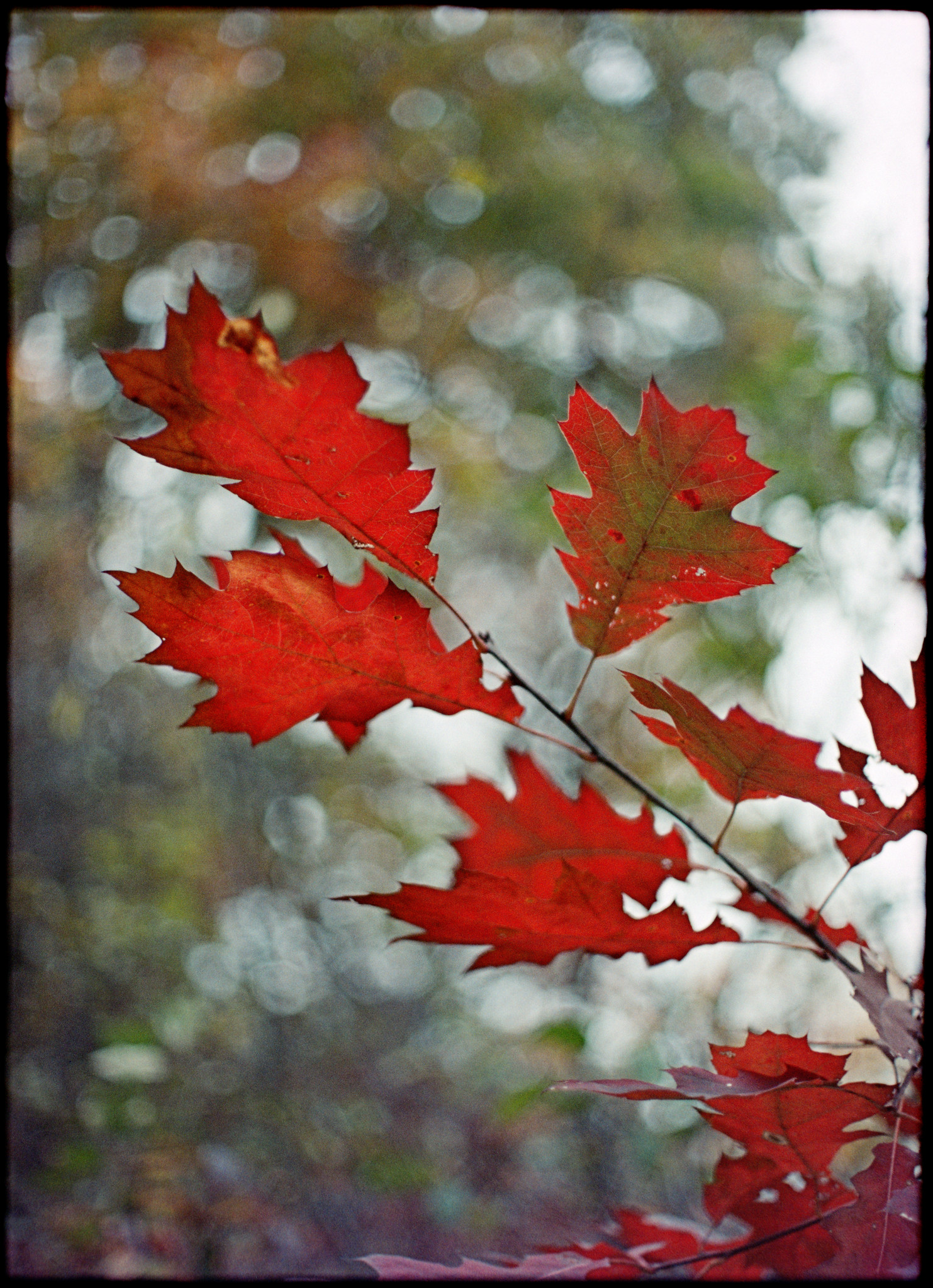 54998823127_8e47a9e432_k-jpg.417900