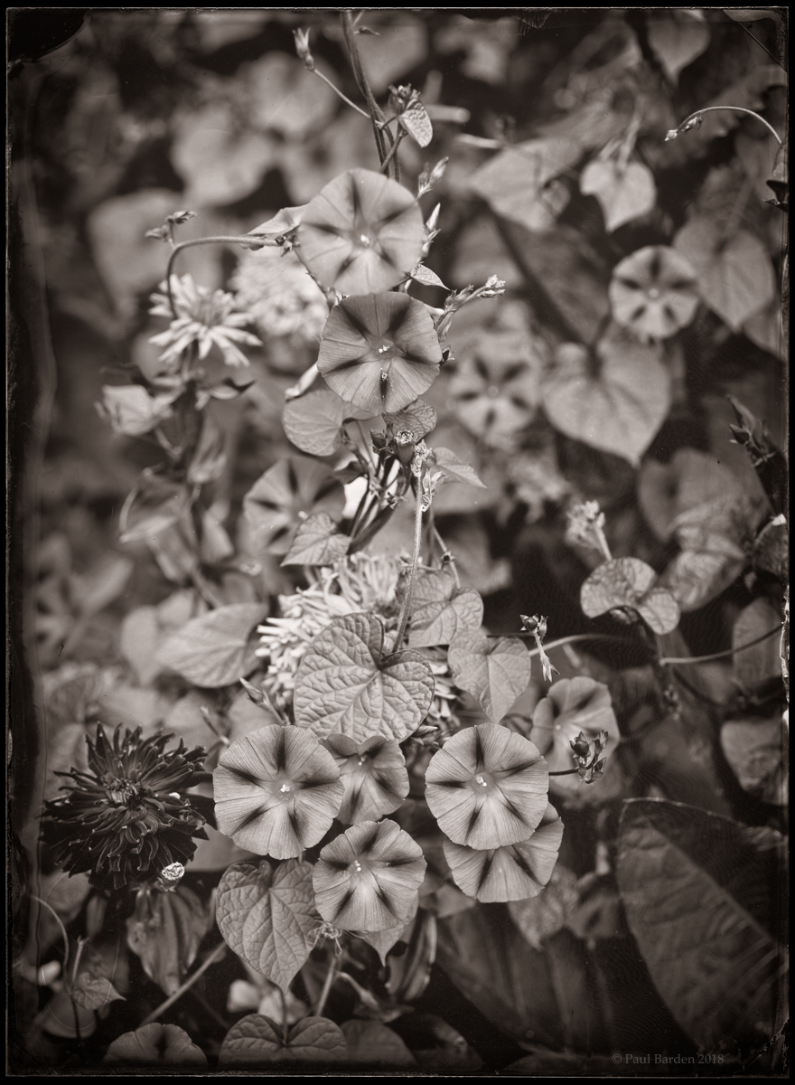 5x7.convolvulus.ambrotype.sm.jpg