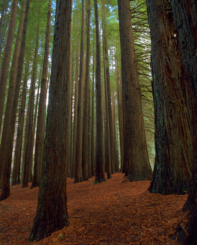 6727-09_Redwoods_GONP_2012.png