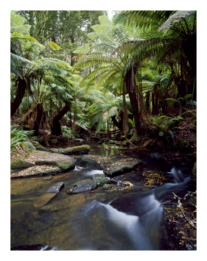 6796 Young Creek_FA.png