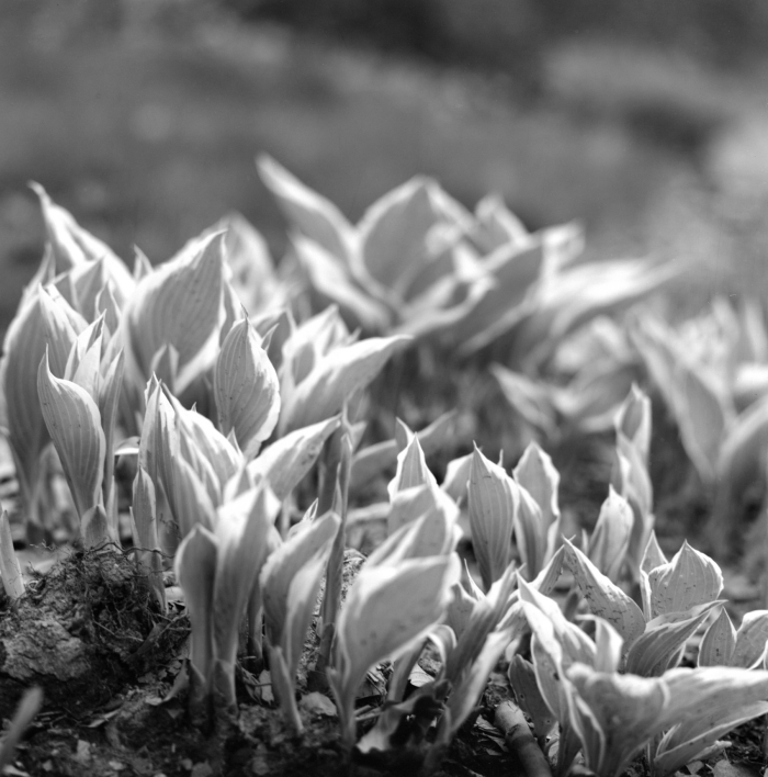 70mm_bw-semi circle plants- Hasselblad-700.jpg