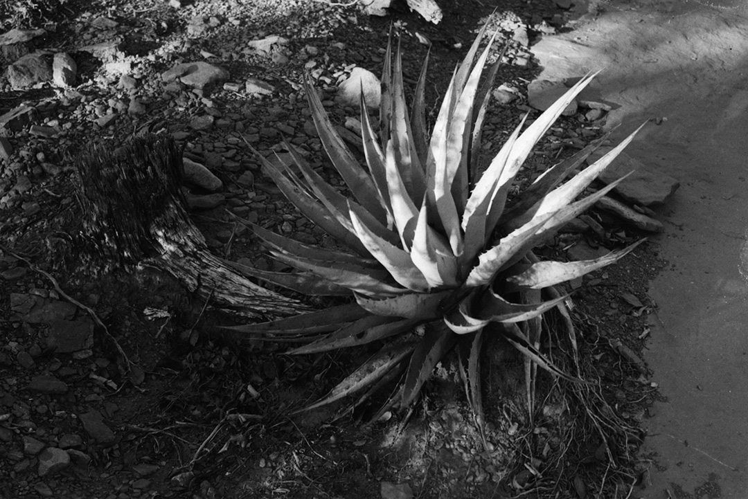 8.1  -2x3- Agave Pushed 2 800  .jpg