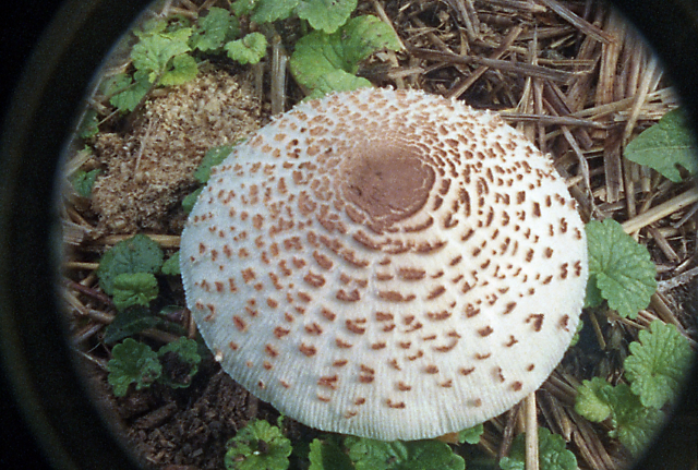 _16fungus.jpg