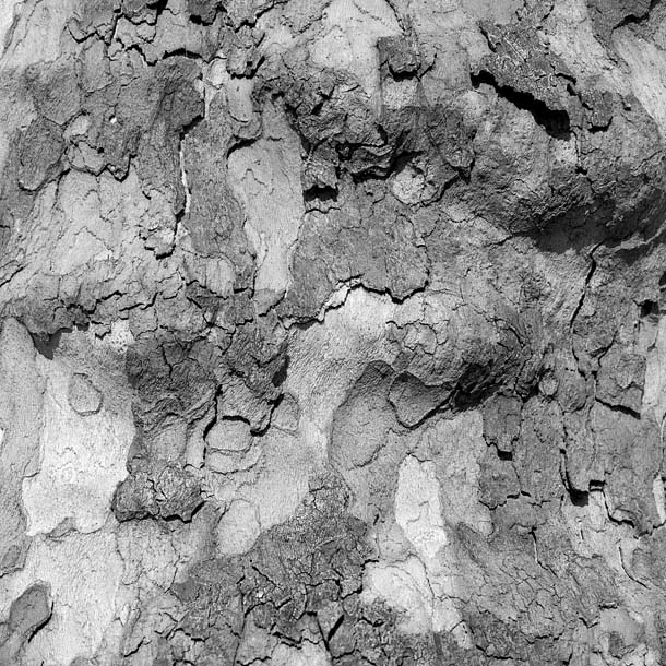 _SQ046_12_Sycamore_2_09.jpg