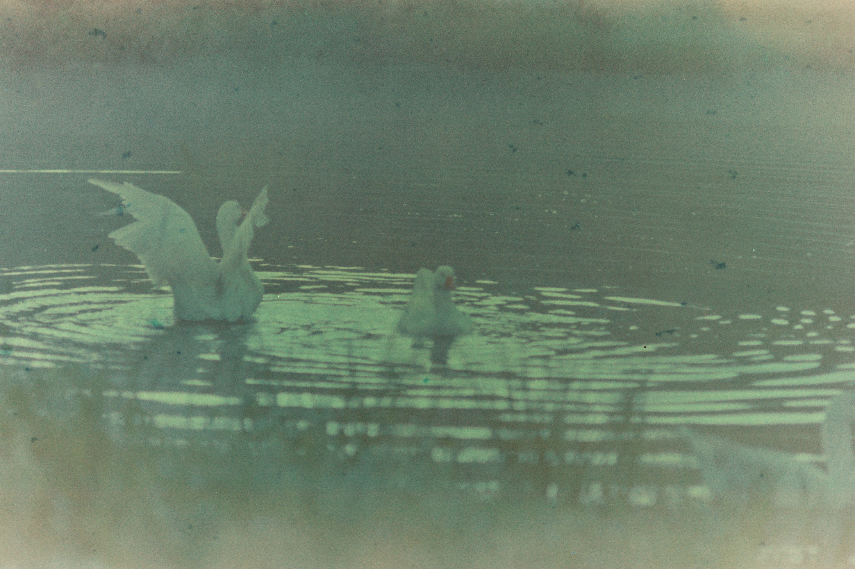 Expired Film