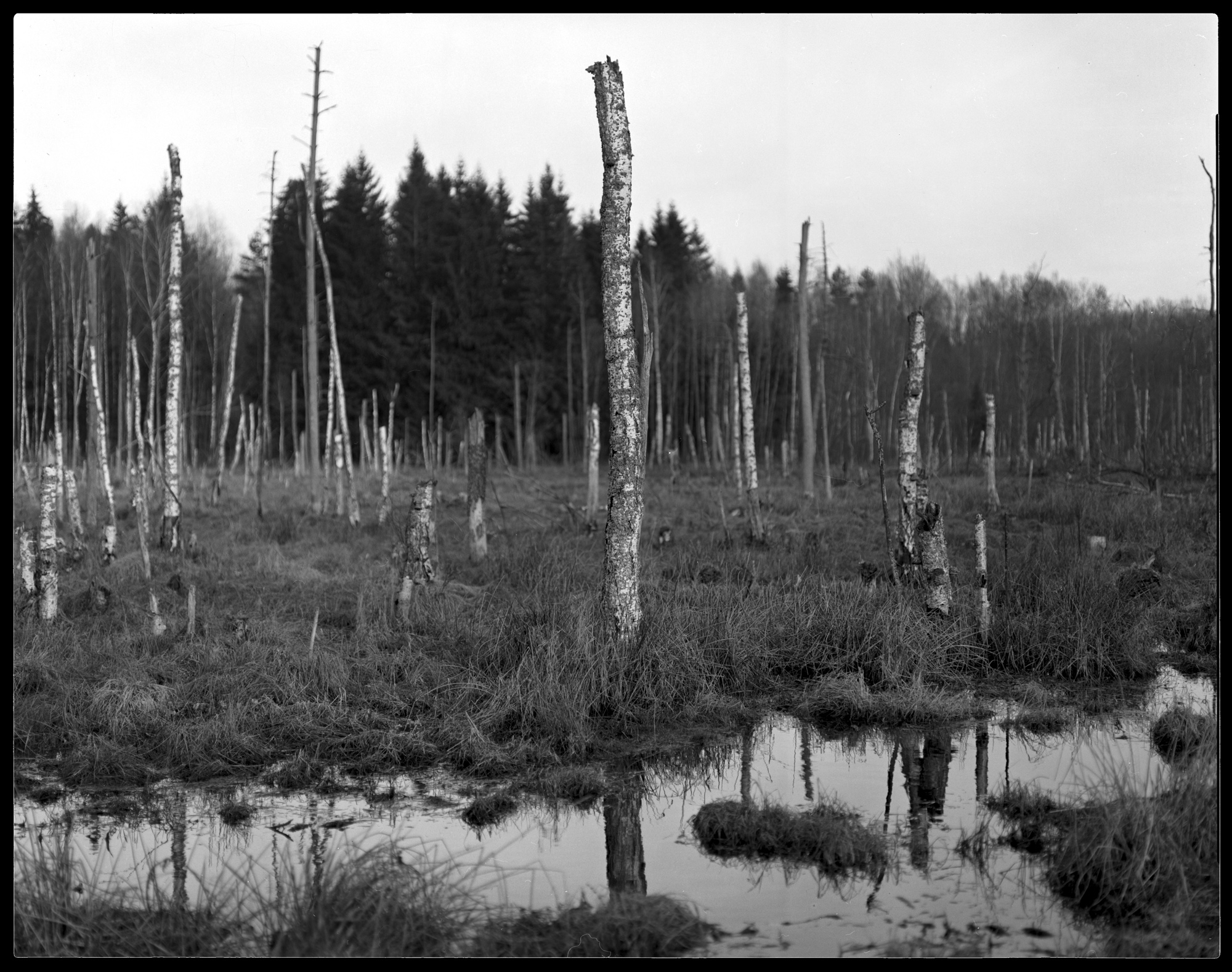 adox_id11_1p1003.jpg