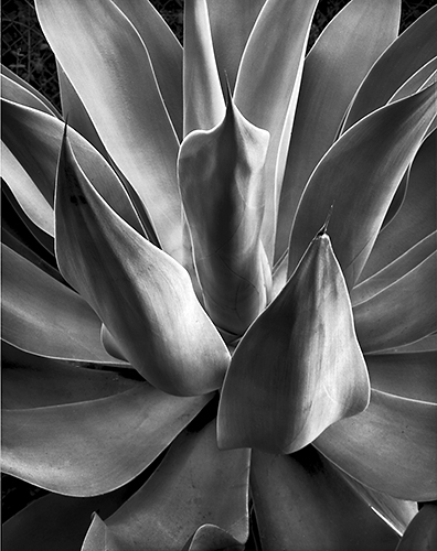 Agave 11.jpg