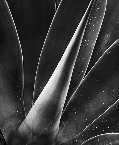 Agave 12 1.jpg