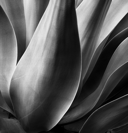 Agave 13a.jpg