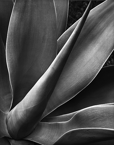 Agave 17 1.jpg