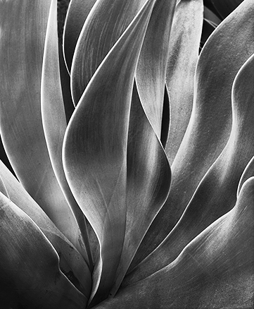 Agave 19 1.jpg