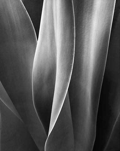 Agave 3.jpg